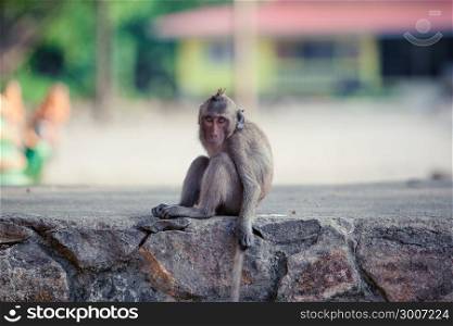 Portrait of brown macaque monkey sitting on road