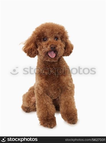 Portrait of Brown poodle, studio shot