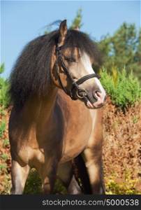 portrait of buckskin welsh pony