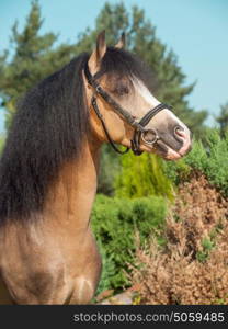 portrait of buckskin welsh pony