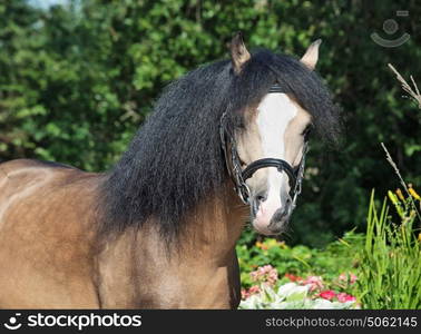 portrait of buckskin welsh pony