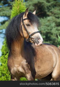 portrait of buckskin welsh pony