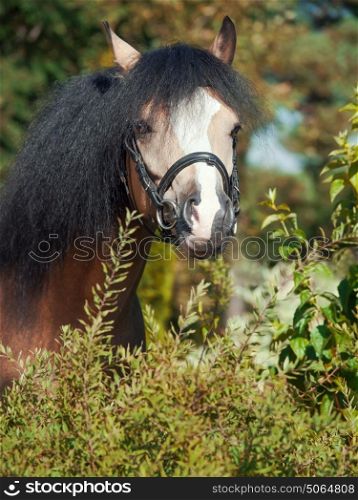 portrait of buckskin welsh pony