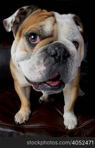 Portrait of bulldog standing on sofa