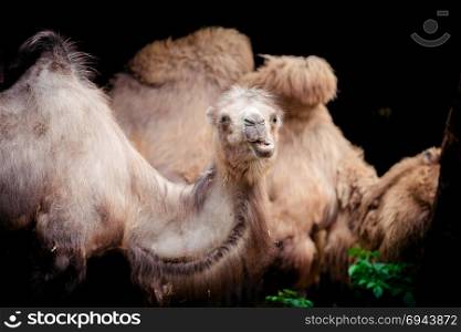 Portrait of camel. Camelus bactrianus