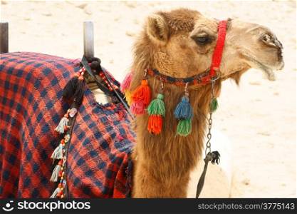Portrait of camel in harness