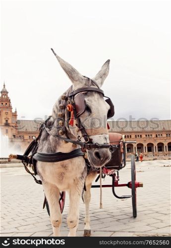 portrait of carriage donkey in Seville (Plaza de Espana), Spain