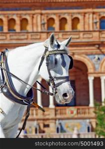 portrait of carriage white horse in Seville (Plaza de Espana), Spain