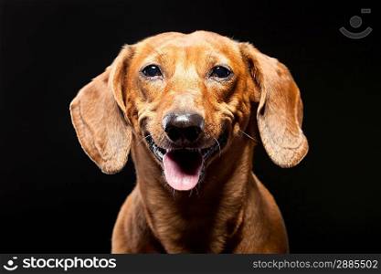 portrait of cheerful brown dachshund dog isolated on black background