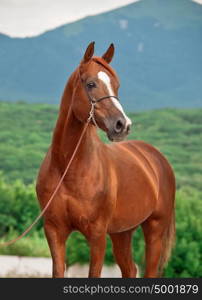 portrait of chestnut arabian filly