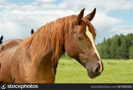 portrait of chestnut  brood mare posing in meadow.  sunny summer day