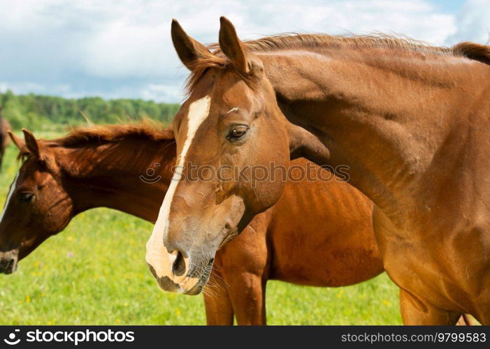 portrait of chestnut  brood mare posing in meadow with her foal.  sunny summer day