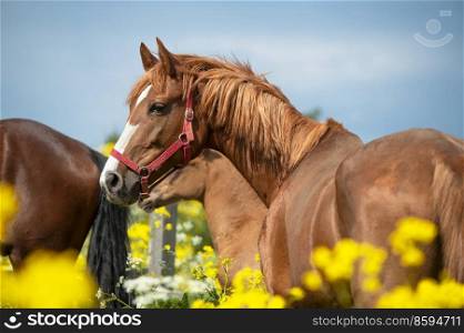 portrait of chestnut dam mare   posing in yellow blossom pasture against dramatic sky