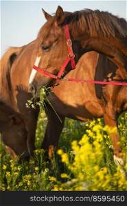 portrait of chestnut dam mare  with her faol  posing in yellow blossom pasture. sunny evening