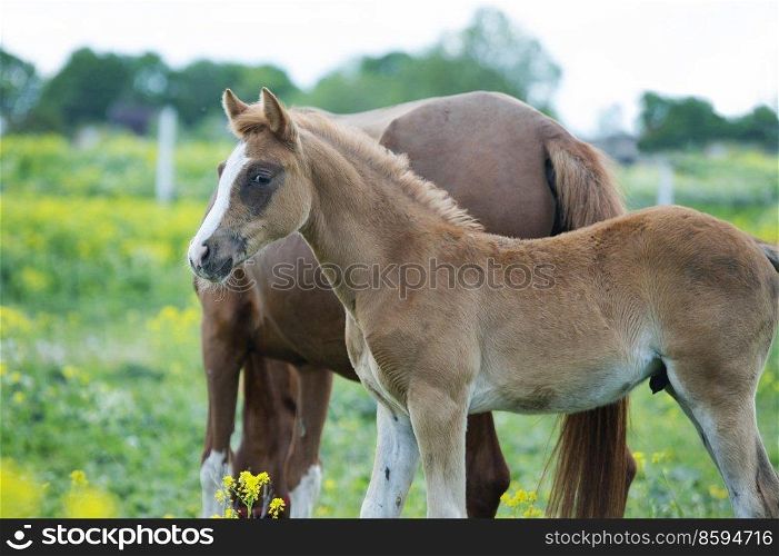 portrait of  chestnut foal walking  in yellow flowers  blossom paddock with mom. 