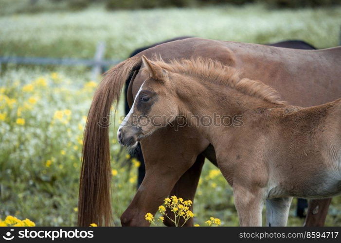 portrait of  chestnut foal walking  in yellow flowers  blossom paddock with mom. 