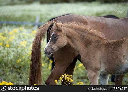 portrait of  chestnut foal walking  in yellow flowers  blossom paddock with mom. 