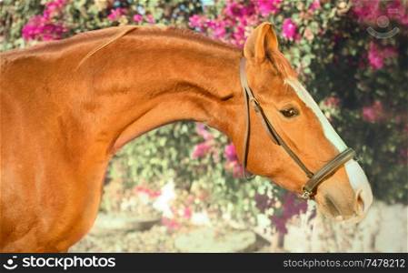 portrait of chestnut Marwari mare. India