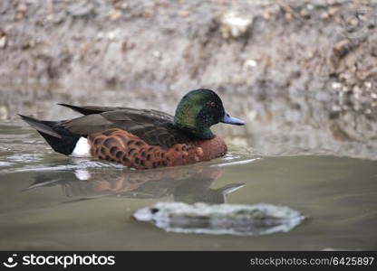 Portrait of Chestnut Teal Male Anas Castanea duck bird on water in Spring