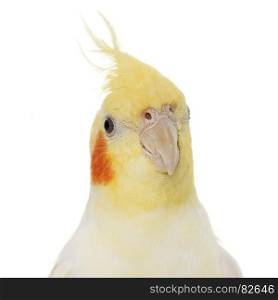 portrait of cockatiel in front of white background