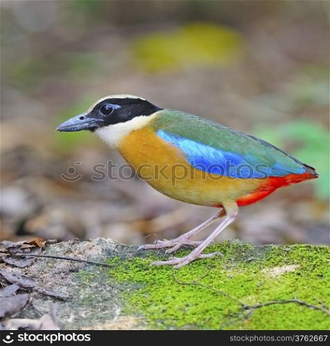 Portrait of colorful Pitta, Blue-winged Pitta (Pitta moluccensis) standing on the ground, taken in Thailand