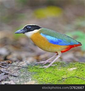 Portrait of colorful Pitta, Blue-winged Pitta (Pitta moluccensis) standing on the ground, taken in Thailand