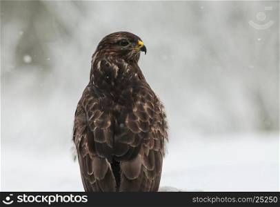 Portrait of Common Buzzard (Buteo buteo) in the winter, of looking in the right direction. Frosty and snowy winter day, Poland, Bory Tucholskie National Park. Horizontal view.
