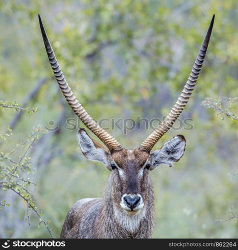 Portrait of Common Waterbuck horned male in Kruger National park, South Africa ; Specie Kobus ellipsiprymnus family of Bovidae. Common Waterbuck in Kruger National park, South Africa