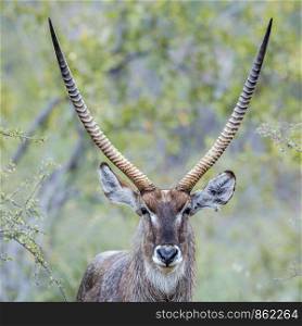 Portrait of Common Waterbuck horned male in Kruger National park, South Africa ; Specie Kobus ellipsiprymnus family of Bovidae. Common Waterbuck in Kruger National park, South Africa