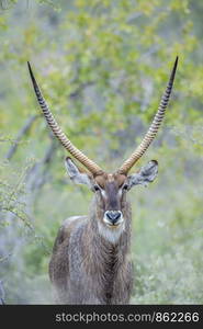 Portrait of Common Waterbuck horned male in Kruger National park, South Africa ; Specie Kobus ellipsiprymnus family of Bovidae. Common Waterbuck in Kruger National park, South Africa