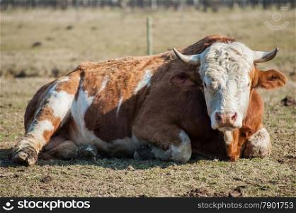 Portrait of cow, lying on the grass
