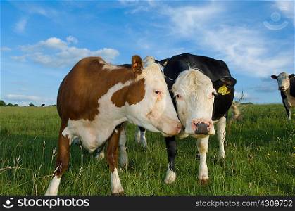 Portrait of cows in field