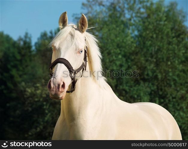 portrait of cream Dutch ride pony