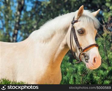 portrait of cream welsh pony