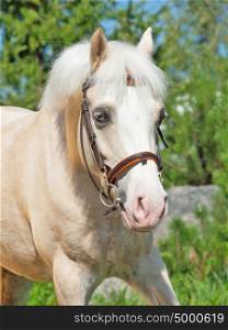 portrait of cream welsh pony