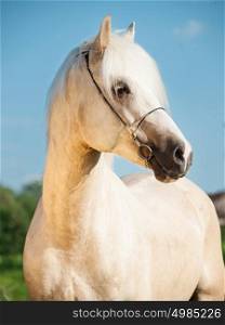 portrait of creamello welsh cob pony