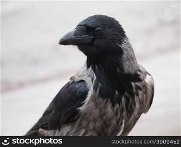 portrait of crows