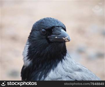 portrait of crows
