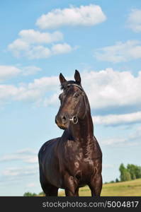 portrait of cute black horse in meadow