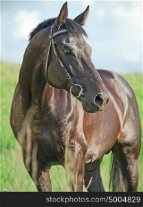 portrait of cute black stallion