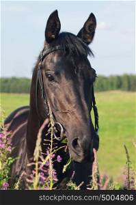 portrait of cute black stallion in blossom field