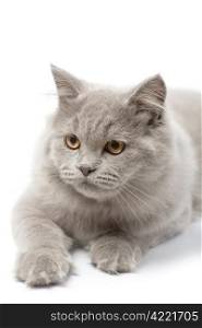portrait of cute british kitten isolated