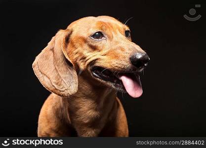 portrait of cute brown dachshund dog isolated on black background