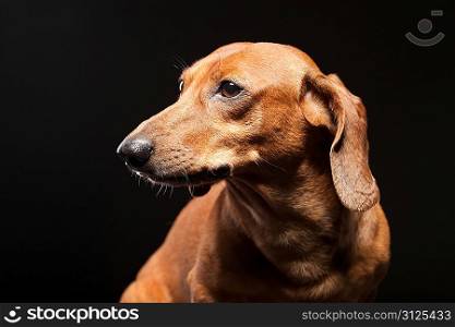 portrait of cute brown dachshund dog isolated on black background