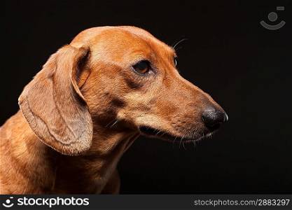 portrait of cute brown dachshund dog isolated on black background with copyspace