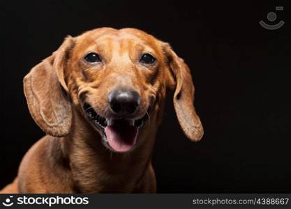 portrait of cute brown dachshund dog isolated on black background with copyspace