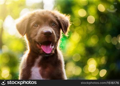 Portrait of Cute Brown nova scotia duck tolling retriever puppy dog against bokeh background