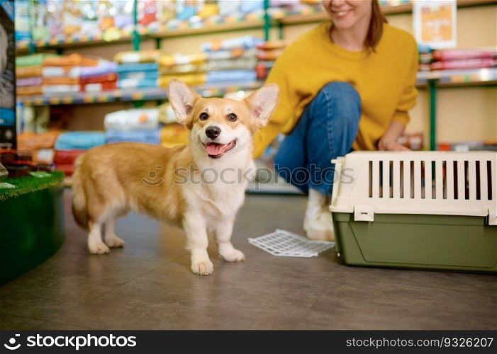 Portrait of cute corgi dog over pet shop indoor interior. Woman puppy owner choosing carrier for her lovely animal. Portrait of cute corgi dog over pet shop indoor interior