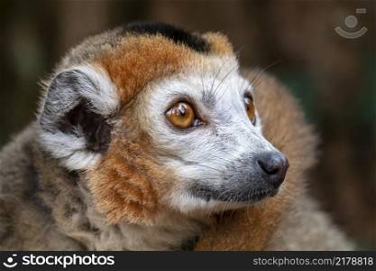 portrait of cute crowned lemur in natural habitat