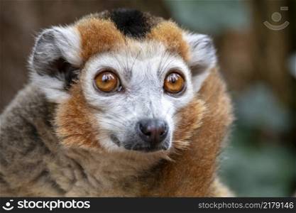 portrait of cute crowned lemur in natural habitat